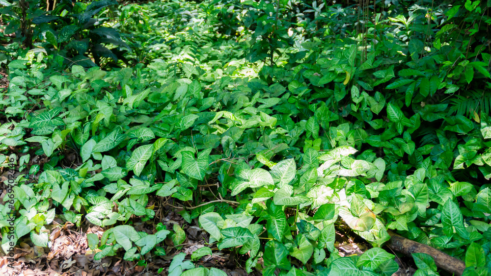 green leaves background green leaves background