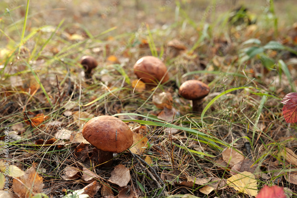 Group of edible mushrooms with orange caps growing in autumn forest among dry leaves and grass Group of edible mushrooms with orange caps growing in autumn forest among dry leaves and grass