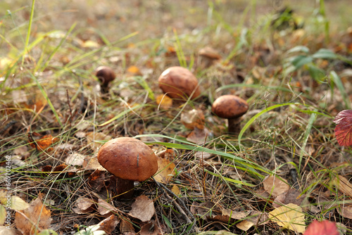 Group of edible mushrooms with orange caps growing in autumn forest among dry leaves and grass