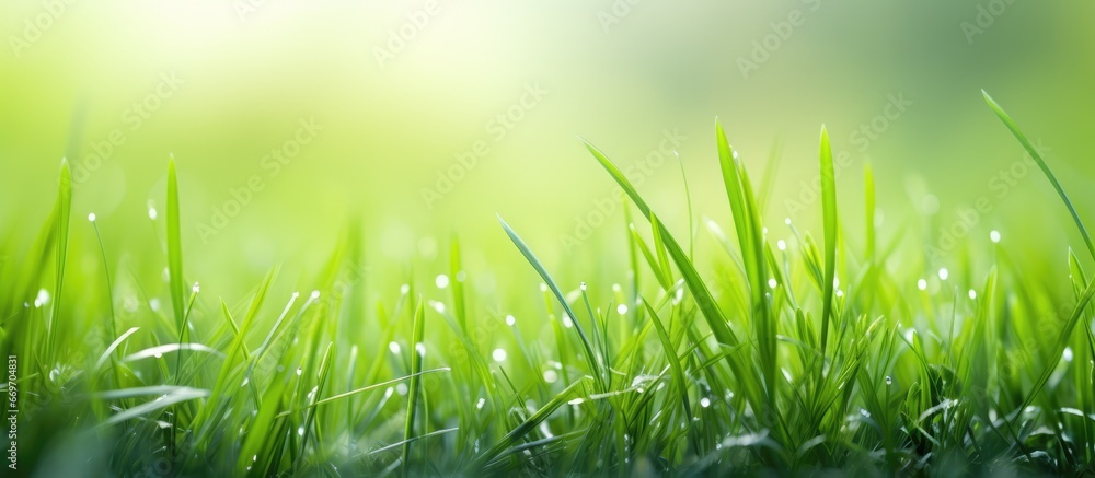 Fototapeta premium Close up of vibrant green grass