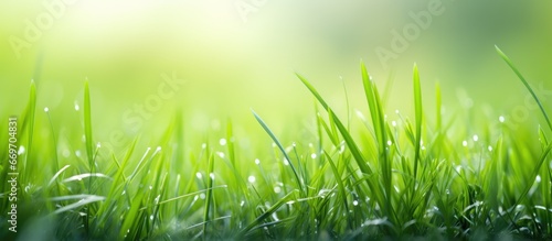 Close up of vibrant green grass