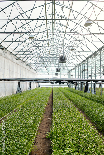 Perspective of long rows of green flower seedlings growing in spacious industrial greenhouse which is small business of some farmer