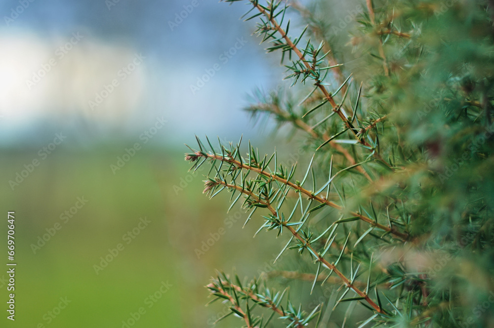 Fototapeta premium Młoda zielona gałązka jałowca