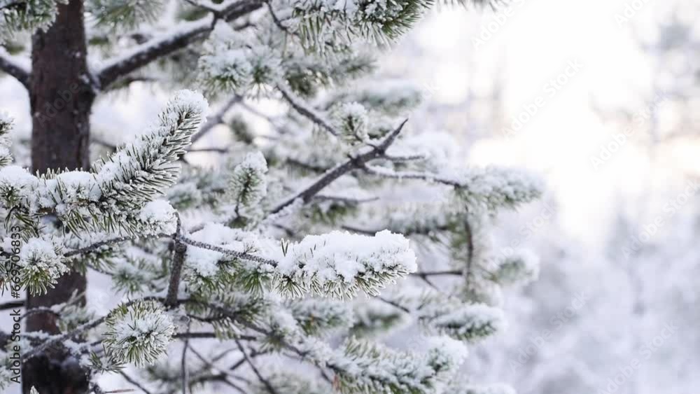 Pine branches with snow late fall or winter day Pine branches with snow late fall or winter day