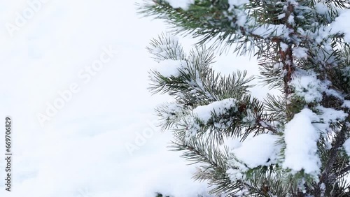 Snow falls to spruce branches late fall or winter day