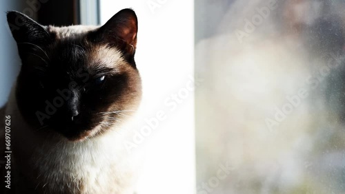 Thai cat at the window warms in the rays of the sunThai cat at the window warms in the rays of the sun