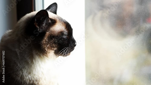 Thai cat at the window warms in the rays of the sunThai cat at the window warms in the rays of the sun