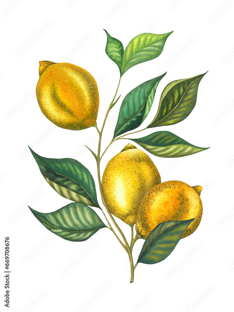 Watercolor lemon branch with leaves and lemons. Hand painted fresh yellow fruits isolated on white background. Fresh fruits illustration for design, print, fabric, decor.