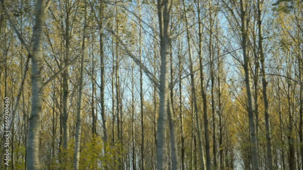Driving through the wooded landscape in autumn, side view from the car in motion, cottonwood trees with yellow leaves, slow motion footage shot at 4k 120 fps Driving through the wooded landscape in autumn, side view from the car in motion, cottonwood trees with yellow leaves, slow motion footage shot at 4k 120 fps
