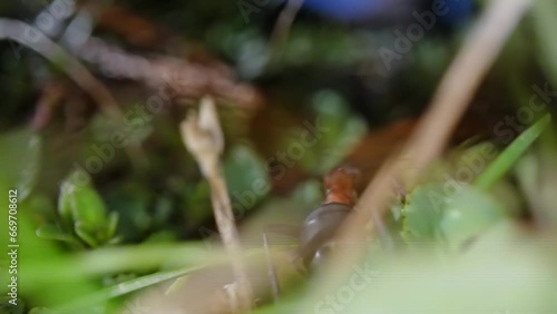 Ant walks on green plants photo