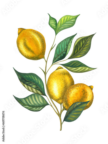Watercolor lemon branch with leaves and lemons. Hand painted fresh yellow fruits isolated on white background. Fresh fruits illustration for design, print, fabric, decor.
