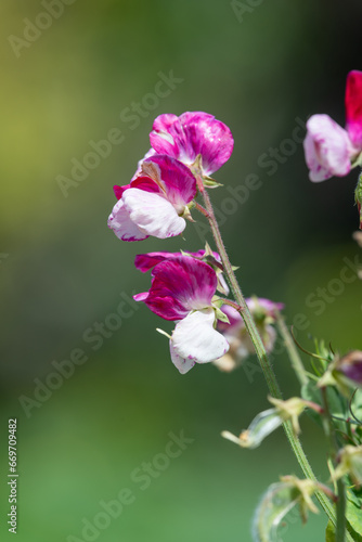 Pink and white sweet pea (lathyrus odoratus) flowers in bloom