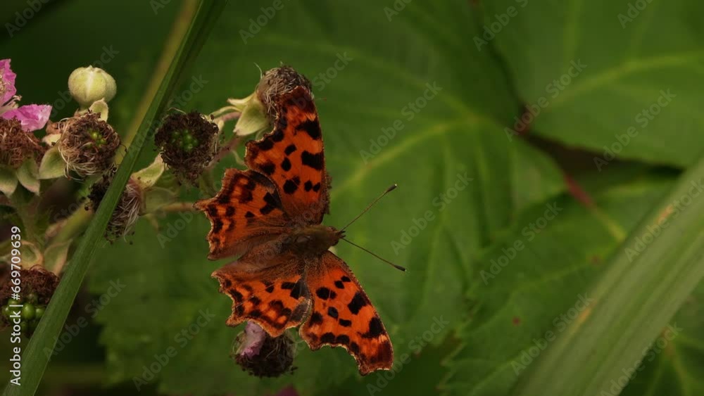 A Polygonia c-album (the comma butterfly) foraging on a flower of a blackberry. A Polygonia c-album (the comma butterfly) foraging on a flower of a blackberry.