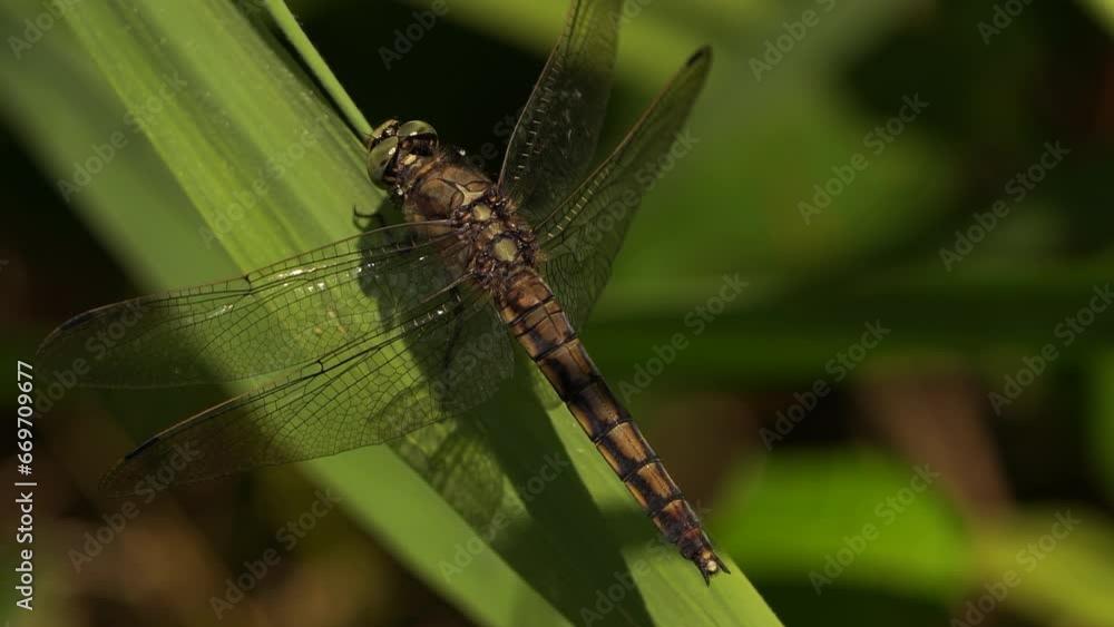 A female black-tailed skimmer (Orthetrum cancellatum) sitting on a leaf A female black-tailed skimmer (Orthetrum cancellatum) sitting on a leaf