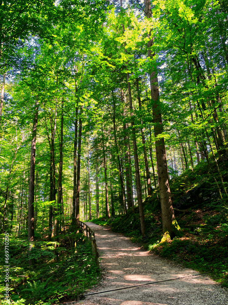 Footpath in the forest with sun rays during summer Footpath in the forest with sun rays during summer