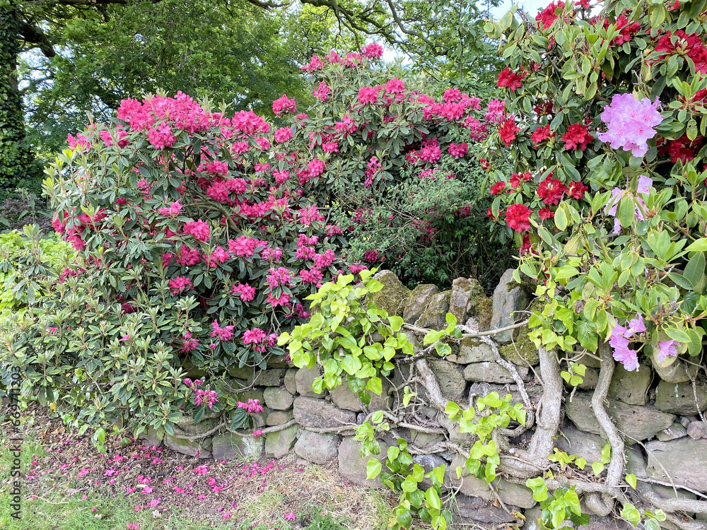 flowers in the garden flowers in the garden