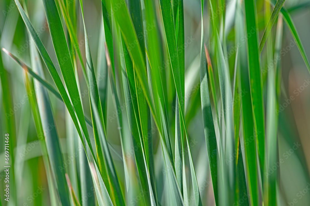 Green reed fibers, leaves in the lake, reflections on the water surface. Green reed fibers, leaves in the lake, reflections on the water surface.