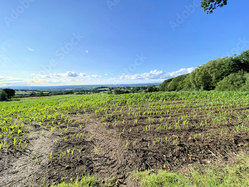 A view of the Cheshire Countryside at Peckforton photo