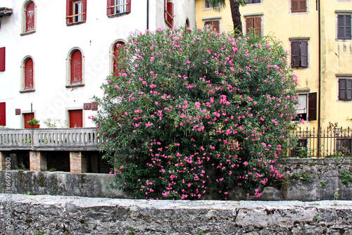 case antiche e oleandro nel borgo Serravalle di Vittorio Veneto (Treviso) photo