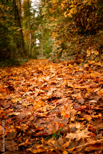 Herbstblätter im Wald