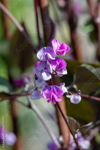 Close up of hyacinth bean  lablab purpurea  flowers in bloom