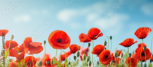 Red poppies bloom in a green field