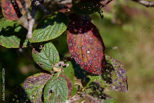 Leaf during drought 