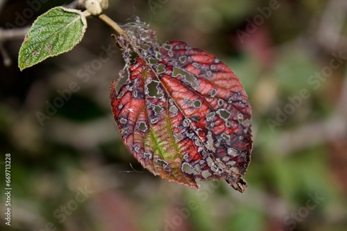 Leaf in drought 