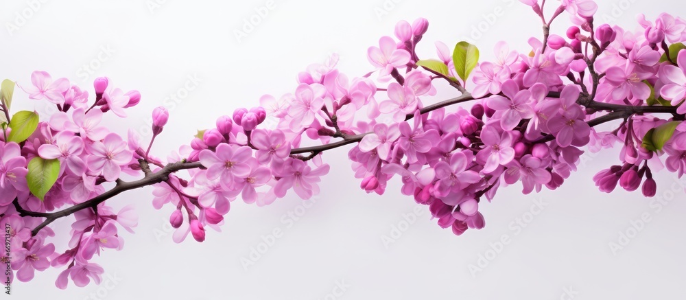 Blooming floral background with pink lilac flowers
