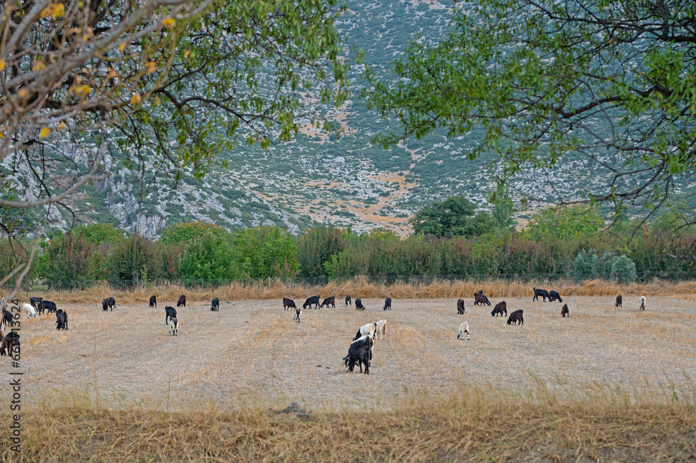Goats feeding in the field. Goats feeding in the field.