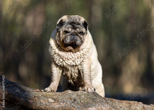 A senior fawn-colored pug stands in the forest near the roots of a tree