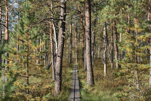 Nature of Estonia. Wooden path for a traveler in the forest at the Seli swamp.