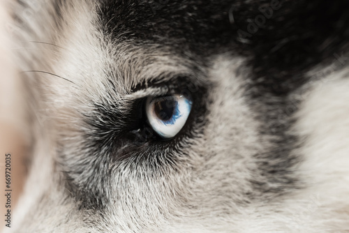Blue eye of a husky dog ​​close up.