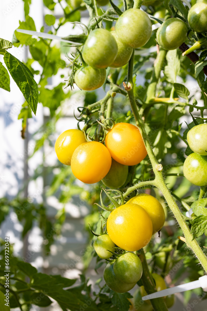Close-up of yellow ripe cherry tomatoes on a branch.