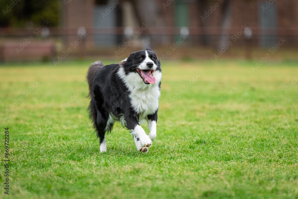 Portrait of a Border Collie running in the dog park Portrait of a Border Collie running in the dog park