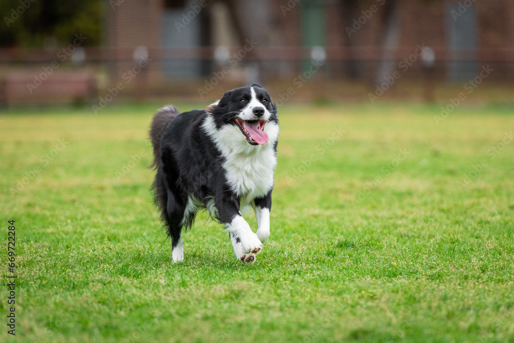 Portrait of a Border Collie running in the dog park