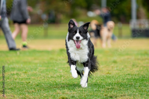 Portrait of a Border Collie running in the dog park