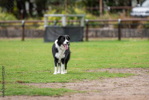 Portrait of a Border Collie in the dog park © PicMedia