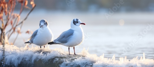 Winter plumage of non breeding adult Black Headed Gulls on frozen pond photo