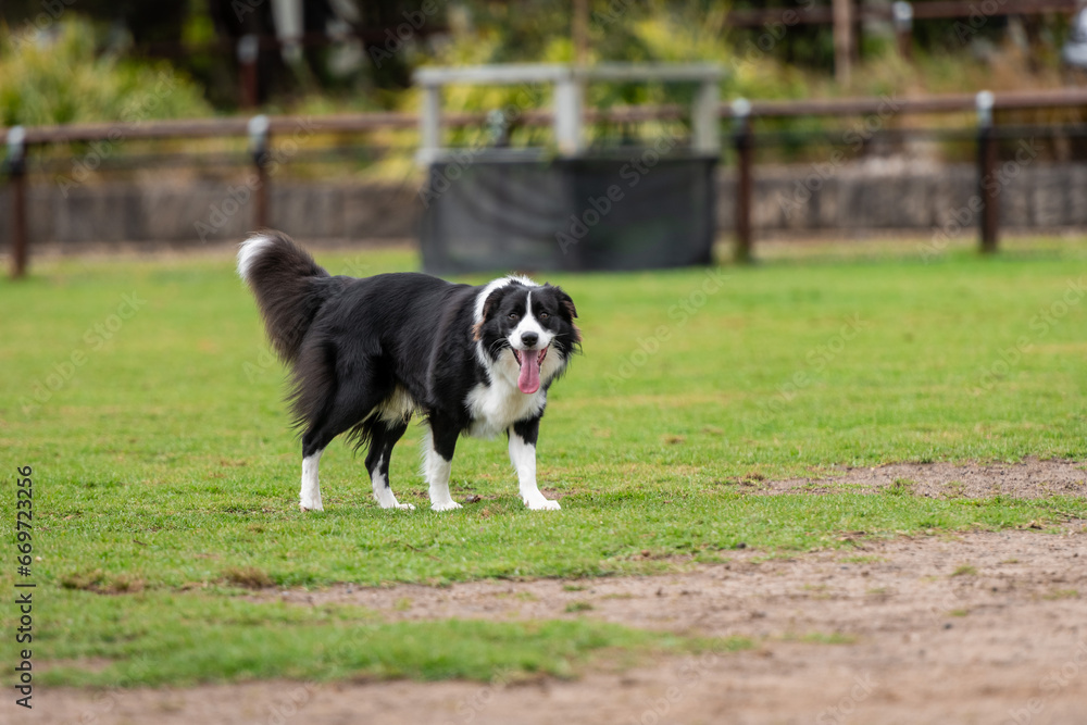 Portrait of a Border Collie running in the dog park