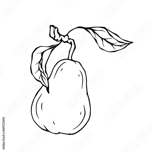 Linear botanical sketch with pear fruits and leaves.Vector graphics.