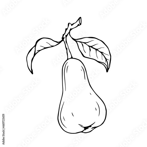 Linear botanical sketch with pear fruits and leaves.Vector graphics.