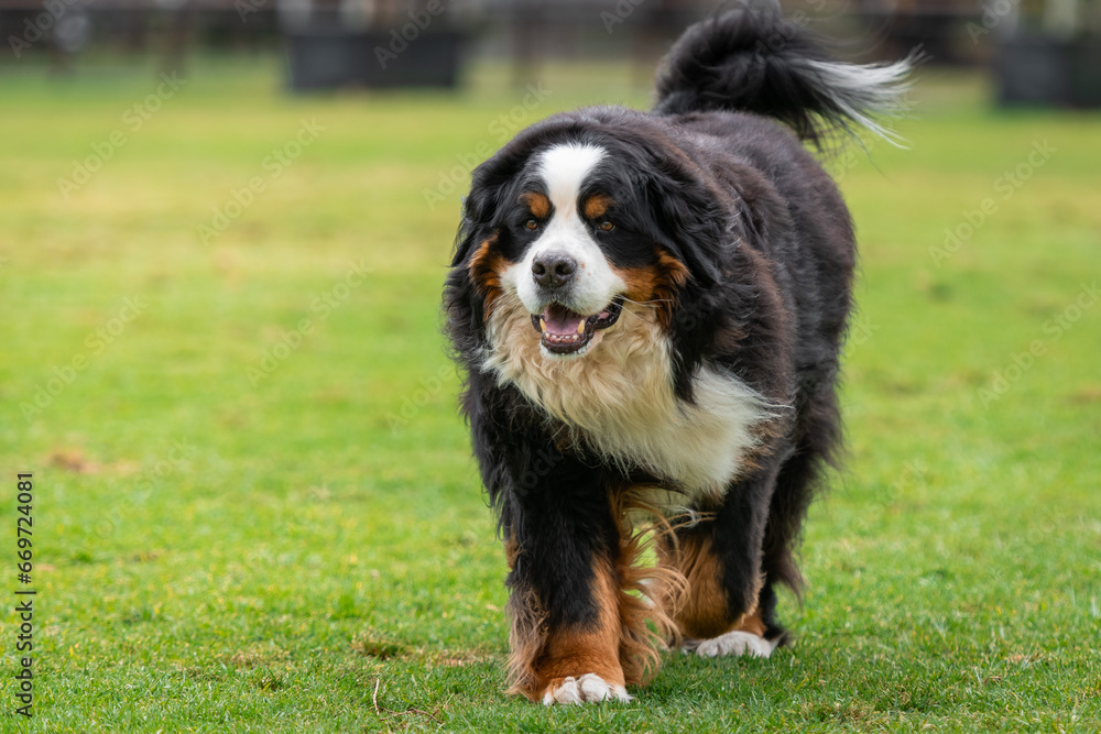 Portrait of a Bernese Mountain dog running in the dog park