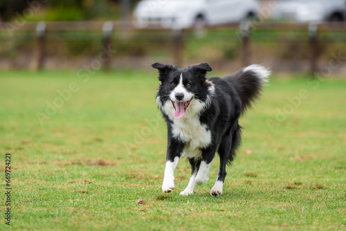 Portrait of a Border Collie running in the dog park