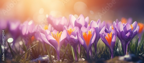 Vintage effect on filtered image of crocus flowers in spring sunlight