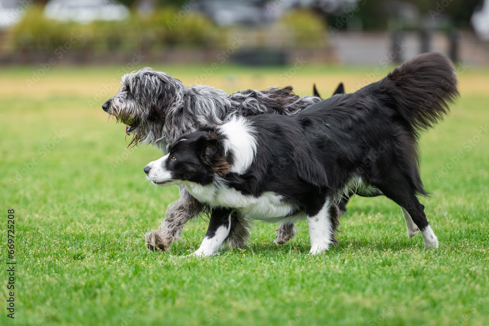 Dogs of mix breeds play in the park