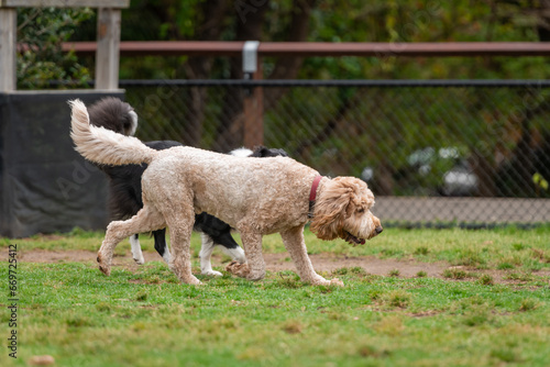Fototapeta Naklejka Na Ścianę i Meble -  Dogs of mix breeds play in the park