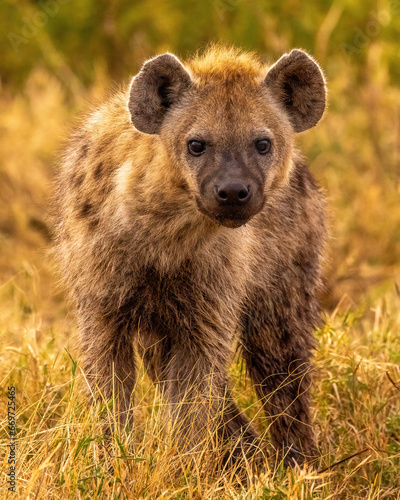 Spotted Hyena 