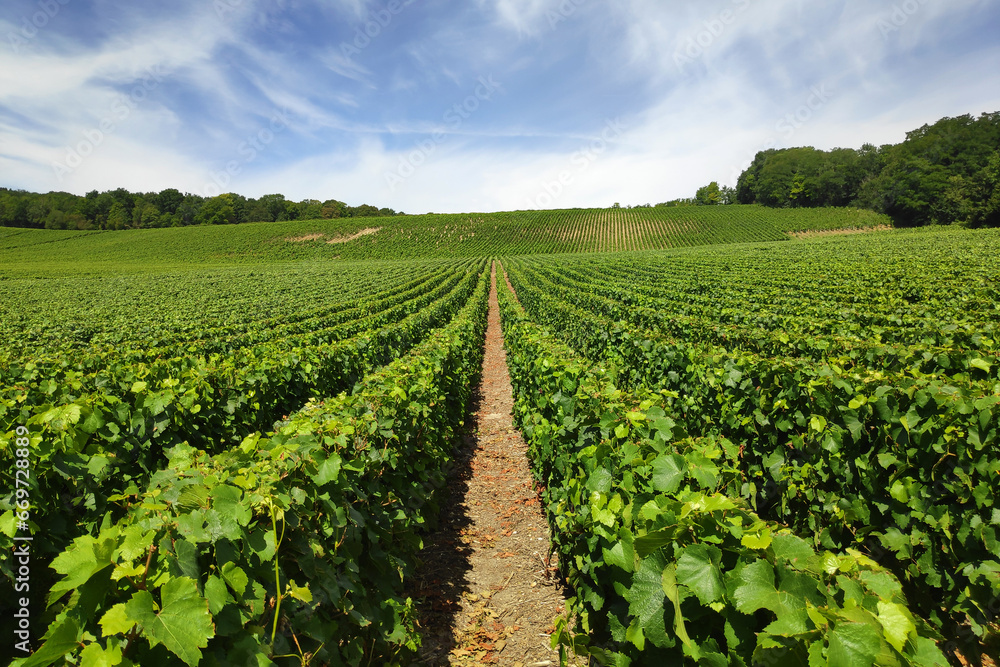 Vineyard in Chateau-Thierry