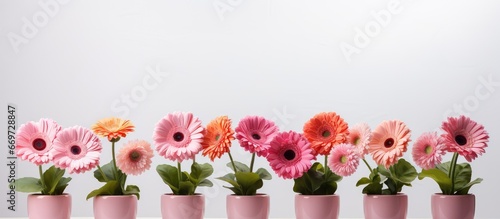 Gerbera flowers on white background photo